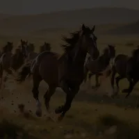 Затемнить фото