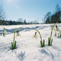Обратный отсчёт до наступления весны